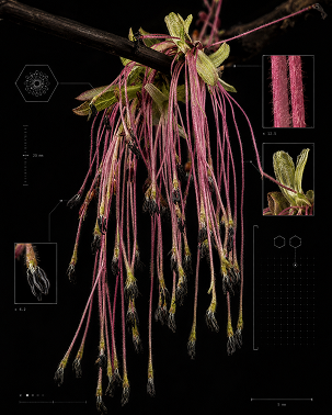 Wake Up exhibition poster with pink hanging branches.